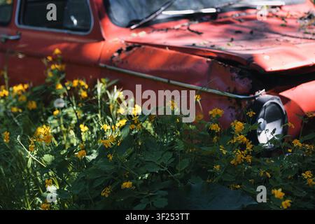 Une voiture vintage rouge abandonnée lentement reprise par la nature, entourée de fleurs sauvages jaunes en fleurs et d'une végétation verte luxuriante. Banque D'Images