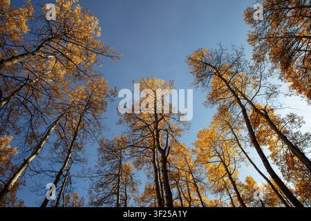 Vue en contre-plongée de grands trembles avec un feuillage d'automne doré entourant un ciel bleu dans les monts San Juan près de Telluride, Colorado. Banque D'Images