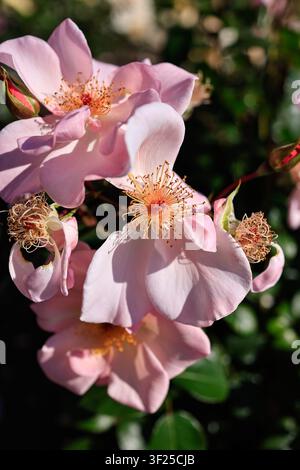 Tallinn, Estonie : roses à pétale unique rose avec étamines ouvertes dans le Jardin botanique, prise de macro. Banque D'Images