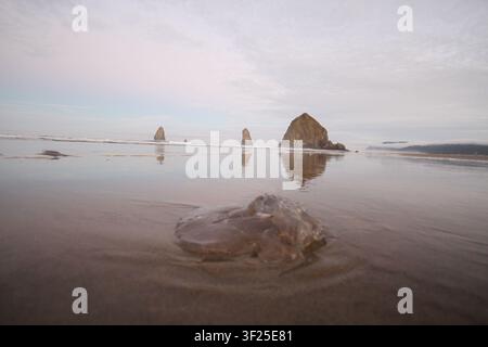 Vue en contre-plongée de Haystack Rock et des piles marines se reflétant dans le sable mouillé pendant la marée basse sur Cannon Beach, côte de l'Oregon. Banque D'Images