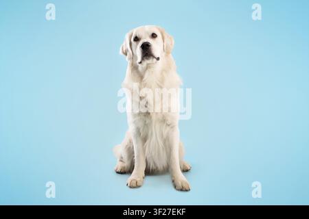 Chien Golden Retriever assis calmement sur un fond bleu, concept d'animal de compagnie Banque D'Images