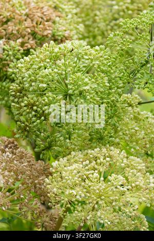 Fenouil commun, Foeniculum vulgare, ombelles de graines mûrissantes Banque D'Images