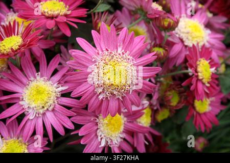 Fleur de chrysanthème rose vif et blanc avec un centre jaune distinct. Banque D'Images