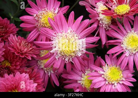Fleur de chrysanthème rose vif et blanc avec un centre jaune distinct. Banque D'Images