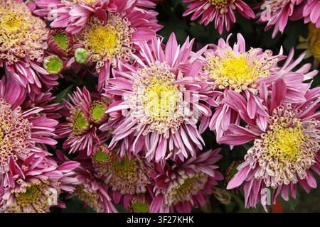 Fleur de chrysanthème rose vif et blanc avec un centre jaune distinct. Banque D'Images