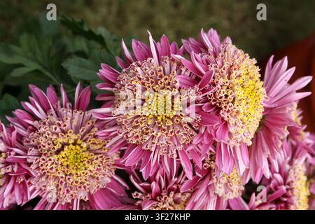 Fleur de chrysanthème rose vif et blanc avec un centre jaune distinct. Banque D'Images