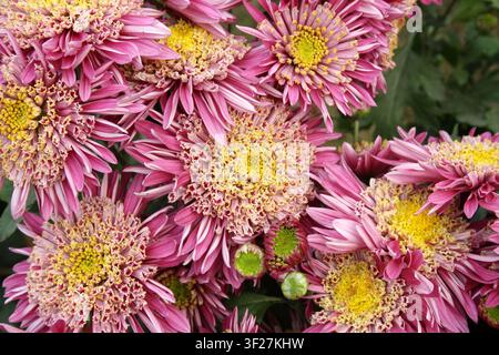 Fleur de chrysanthème rose vif et blanc avec un centre jaune distinct. Banque D'Images