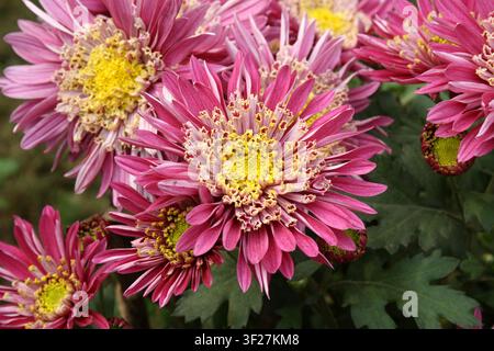 Fleur de chrysanthème rose vif et blanc avec un centre jaune distinct. Banque D'Images