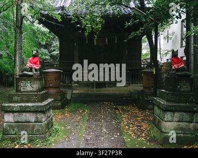 Statues de renards en pierre avec des bavoirs rouges gardant un sanctuaire Inari au sanctuaire Akasaka Hikawa par une journée de pluie, Minato, Tokyo, Japon Banque D'Images