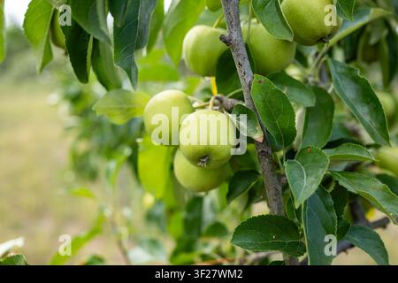 Une vue détaillée de pommes vertes fraîches suspendues à une branche d'arbre, entourées de feuilles vert vif dans un verger en été, capturant la beauté du fruit Banque D'Images