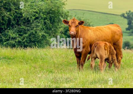Une vache Stabiliser se tient de manière protectrice tandis que son veau bien développé tète dans une pâturage estival luxuriant dans l'East Yorkshire, UK, illustrant une forte maternité Banque D'Images