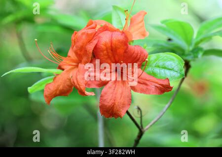 Rhododendron "Balzac". Gros plan d'un bouquet de fleurs de rhododendron orange-rouge au printemps. Banque D'Images