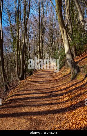 Avenue Woodland sur Cranhm Common, Gloucestershire Banque D'Images