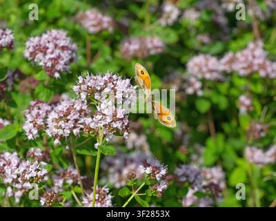Papillon de la margelle Maniola jurtina se nourrissant de margorame sauvage en juillet en été Banque D'Images