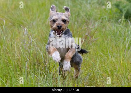 Petit chien heureux courant dans un champ. Banque D'Images