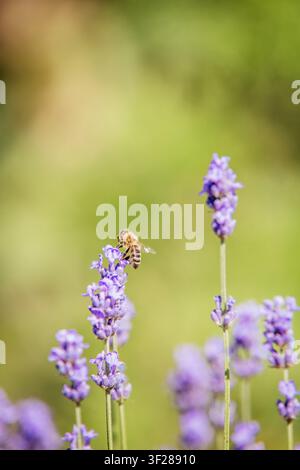 Abeille collectant le nectar d'une fleur de lavande Banque D'Images