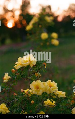 Buisson de roses jaunes en fleurs à la lumière de l'heure dorée Banque D'Images