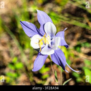 Araignée crabe jaune sur une fleur de columbine violette Banque D'Images