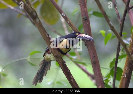 Aracari à collier (Pteroglossus torquatus) perché sur un arbre. Prise à la Panacam Lodge, Honduras. Banque D'Images