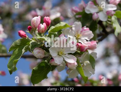 Branches d'un pommier rose en fleurs avec des boutons et des fleurs dans un verger au printemps. Banque D'Images