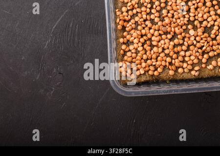 Graines de microgreens de lentilles dans un contenant sur un tapis de substrat en lin sur fond en bois noir. Jardin intérieur urbain. Gros plan, vue par-dessus, espace de copie Banque D'Images