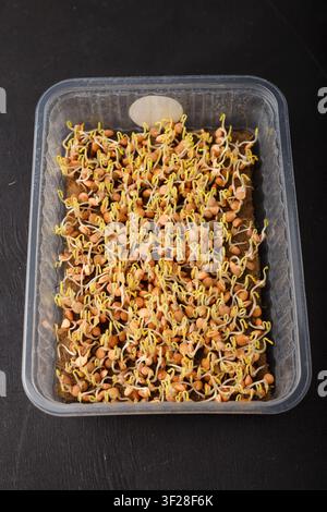 Graines microvertes de lentilles commençant à germer sur un tapis de substrat en lin dans un contenant sur fond noir. Gros plan Banque D'Images