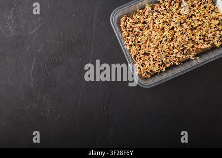 Les graines de microgreens de lentilles commencent à germer sur un tapis de substrat en lin dans un récipient sur fond noir. Banque D'Images