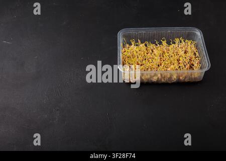 Les graines de microgreens de lentilles commencent à germer sur un tapis de substrat en lin dans un récipient sur fond noir. Banque D'Images