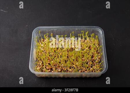 Graines de lentilles germées, pousses vertes ou jeunes germes de légumes. Microgreens de lentilles dans un récipient sur fond en bois noir Banque D'Images