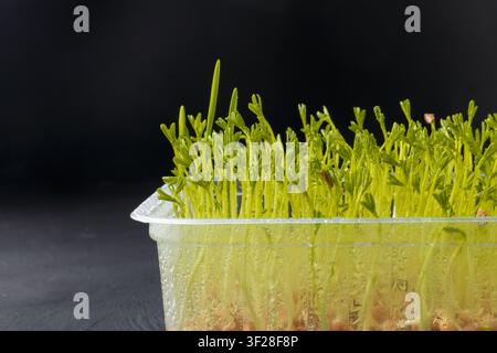 Microvert de lentilles avec gouttes d'eau macro. Graines germées, jeunes pousses de lentilles fraîches dans un récipient, gros plan sur fond noir Banque D'Images