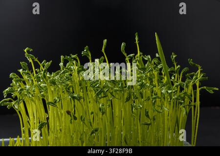 Feuilles micro vertes de lentilles avec gouttes d'eau macro. Pousses germées, jeunes pousses de lentilles fraîches, gros plan sur fond noir Banque D'Images