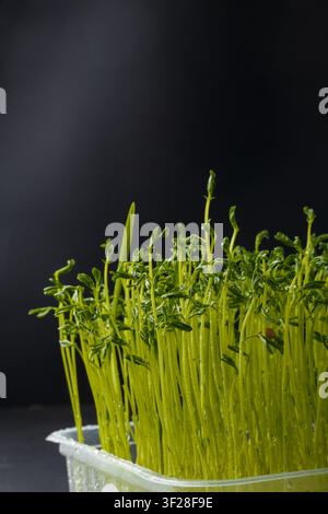 Microvert de lentilles avec gouttes d'eau macro. Graines germées, jeunes pousses de lentilles fraîches dans un récipient, gros plan sur fond noir Banque D'Images