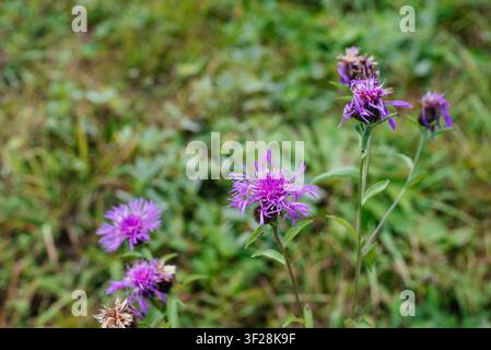 Gros plan d'une centaurée des champs (Centaurea jacea) en fleurs dans une prairie naturelle en été. Fleurs violettes sauvages avec un fond flou vert doux, mise au point sélective, concept botanique et écologique. Banque D'Images
