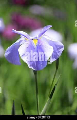 Iris japonaise (fleur simple) Banque D'Images