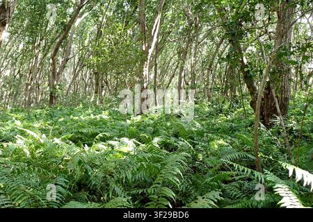 Un tapis vert dense de fougères sauvages recouvre le sol de la forêt sous une canopée d'arbres tropicaux dans le parc national de Jozani Chwaka Bay. Les rayons du soleil filtrent Banque D'Images