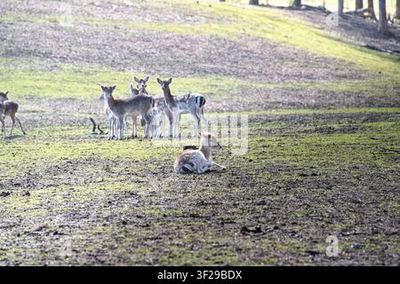 Un plan large d'un jeune chevreuil (biche/petite biche) reposant paisiblement sur le sol dans un champ herbeux, avec un petit groupe de cerfs attentifs debout ensemble Banque D'Images