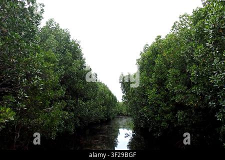 Un canal d'eau saumâtre serein traversant de hauts murs de mangroves vertes luxuriantes dans le parc national de Jozani Chwaka Bay. La surface de l'eau immobile cre Banque D'Images