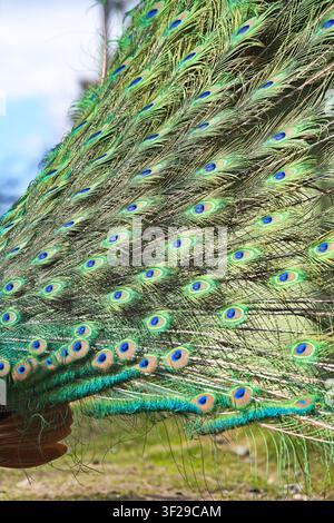 Beau paon bleu montrant ses plumes de queue vibrantes dans un parc ou une ferme avec de l'herbe verte et des arbres en arrière-plan. Banque D'Images