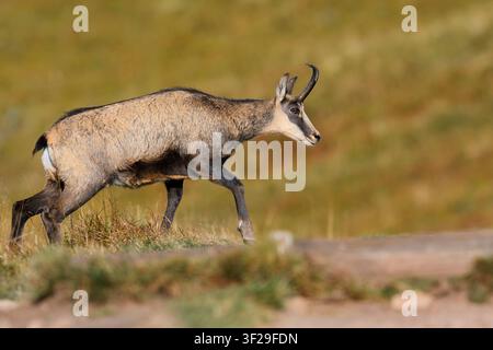 Chamois (Rupicapra rupicapra) en automne, Vosges, France | Gämse (Rupicapra rupicapra) im Herbst, Vogesen, Frankreich Banque D'Images