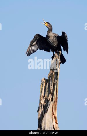 Grand Cormoran (Phalacrocorax carbo), immature, perché sur un arbre mort et séchant ses ailes, Rhénanie-du-Nord-Westphalie, Allemagne | Cormoran Banque D'Images