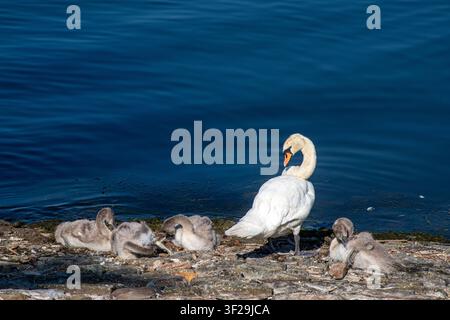 Cygne tuberculé (Cygnus olor) avec cygnets près d'une eau bleue, Royaume-Uni Banque D'Images