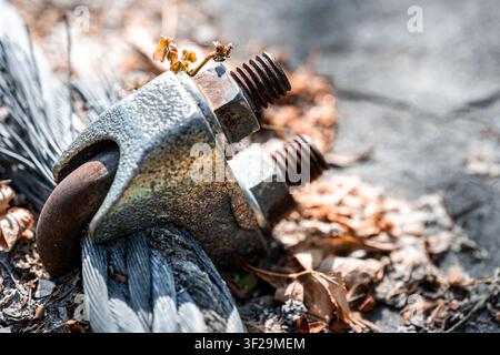 Macro d'une pince à câble en acier usée fixant un câble robuste au sol, entourée de feuilles d'automne sèches. Banque D'Images