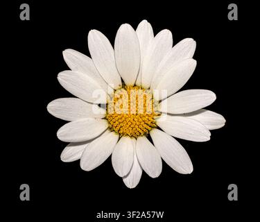 Tête de fleur d’œil d’ox (Leucanthemum vulgare) vue de dessus en gros plan d’une seule fleur sauvage blanche et jaune semblable à une marguerite isolée sur fond noir Banque D'Images
