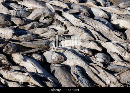 Carcasses de carpe commune (Cyprinus carpio) empilées au bord du lac Freezaeout. Bassin d'eau et mortalité hivernale, suivis d'une forte tempête de vent qui pu Banque D'Images