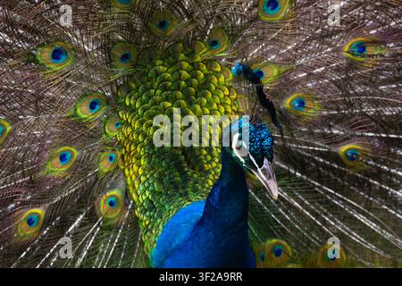 Close-up d'un paon majestueux avec sa queue colorée déployée, créant un affichage frappant de beauté naturelle. Banque D'Images
