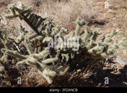 Buisson de cactus Cholla épineux poussant dans un paysage désertique sec Banque D'Images