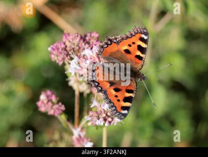 Un petit papillon tortue se nourrissant de véronique dans le Sussex Banque D'Images