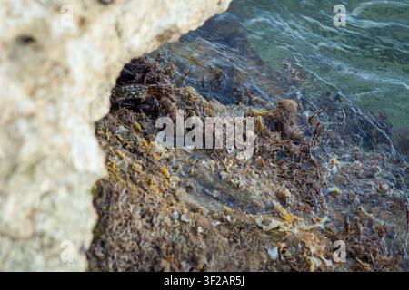 Gros plan d'un petit crabe camouflé parmi les algues et les rochers dans une mare de marée peu profonde au bord de l'océan avec une eau claire et des textures naturelles. Banque D'Images
