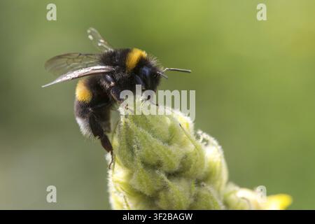 Apidae, abeilles, bombus lucorum, hyménoptères, insectes, insectes, bourdon femelle, insectes, bourdon femelle, insectes, bourdon femelle à queue blanche Banque D'Images