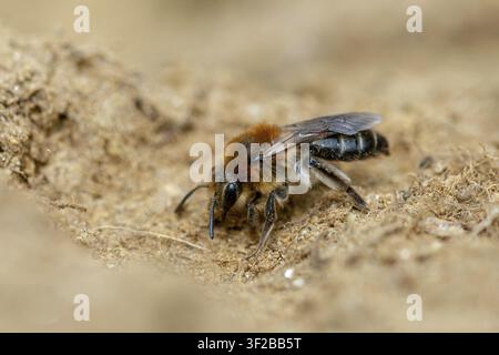 Andrena cf. scotica, Andrena scotica, Andrenidae, abeille mineuse chocolat, abeille mineuse chocolat, hyménoptère, abeille des sables, abeille terrestre écossaise, abeille terrestre, fe Banque D'Images